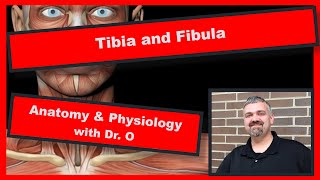 The Tibia and Fibula Anatomy and Physiology [upl. by Levona]