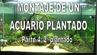 Evolucion de un acuario plantado parte 4 2º Plantado [upl. by Nerehs]