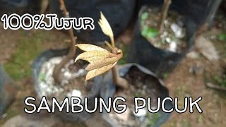 Tutorial ilmu petani Sambung Pucuk durian [upl. by Dodie]