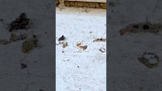 Lepthyphantes Minutus Preys on a False Widow [upl. by Bedwell]