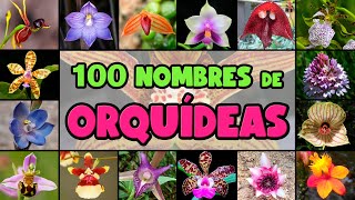 100 BELLAS ORQUÍDEAS con su NOMBRE CIENTÍFICO para IDENTIFICARLAS [upl. by Laverna]