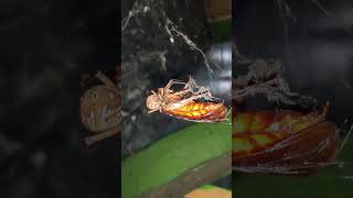 American Cockroach vs Philippine Brown Widow [upl. by Pacien]