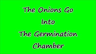 The Onions Go Into The Germination Chamber [upl. by Yoong]