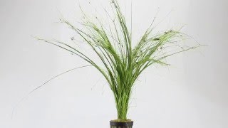 Eleocharis vivipara umbrella hairgrass  Aqua Essentials [upl. by Silvanus]