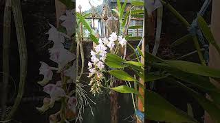 ORCHIDS Aerides lawrenceae [upl. by Rurik809]