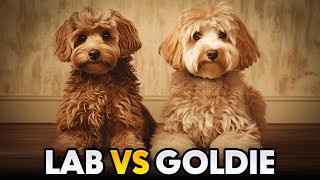 Labradoodle vs Goldendoodle The difference you  WildWonder [upl. by Mortensen]