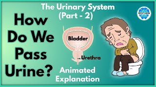 How Do We Pass Urine  Urinary System Part 2  Explained in Hindi  Insight Human [upl. by Kamp]