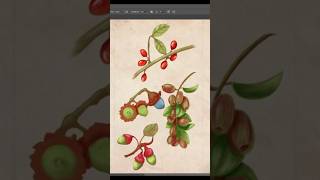 Drawing the fruits of laurels art botanicalillustration natureinspiration [upl. by Nohtanoj551]