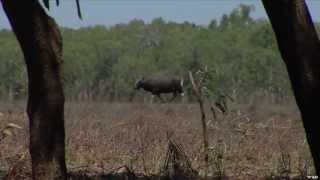 Banteng Hunting in Australia Part 1 [upl. by Sidney950]