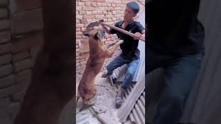 Smart dog saves people Cute Pet cute [upl. by Adanar]