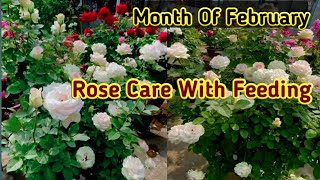 गुलाब को कैसे जल्दी घना बनाना है।How To Get Maximum Growth On Rose Plant rose gardening [upl. by Ekalb]