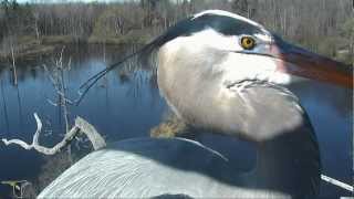 Treetop view of Great Blue Herons in amazing double flight to nest [upl. by Pernell747]