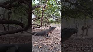 Komodo dragon in Rinca island komodo komodonationalpark reptiles [upl. by Aileahcim63]