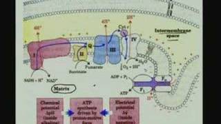 Lecture  24 Bioenergetics II [upl. by Stortz680]