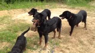 Ma petite meute de Beauceron [upl. by Atikel]