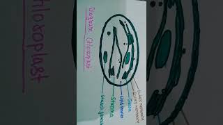 Diagram chloroplastScience khanSirScience🔥🔥🔥🔥 [upl. by Ngo239]