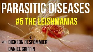 Parasitic Diseases Lectures 5 The Leishmanias [upl. by Assylla147]