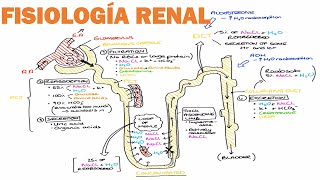 Nefrona partes y funcionamiento  Asa de Henle [upl. by Freda]