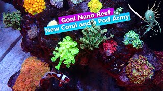 Goni Nano Reef New Goniopora and a Copepod Army [upl. by Anabella325]