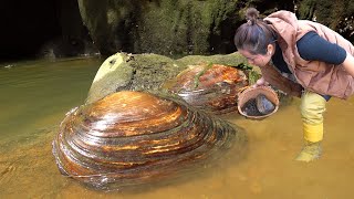 I found two golden clams Open it its filled with pearl wealth [upl. by Cott]