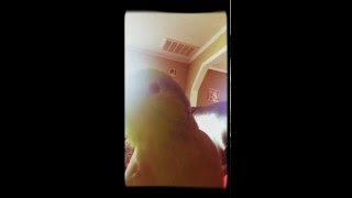 Talking Parrotlet [upl. by Laband376]