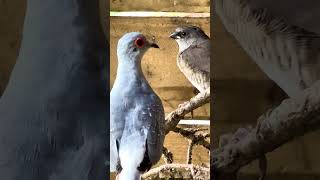 Diamond firetail fledgeling in mix bird aviary with diamond doves nature bird birds animals [upl. by Nnyletak]