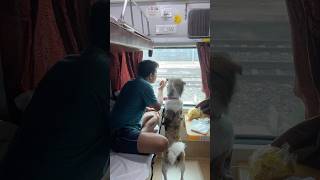 Reached Dimapur with my Dog minivlog [upl. by Osborn]