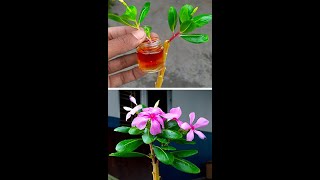 How to graft vinca rosea or periwinkle in amaranth treeshortsgraftingplantreelsvideoシshort [upl. by Ennayelhsa]