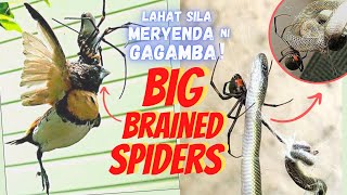 GAGAMBANG KUMAIN NG AHAS AT IBON 😱😱 Top 20 Amazing Spider Species [upl. by Adnirual949]