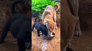 Dogs come to eat noodles Chinese native dog Puppy Daily life of eating dog Dogs native dog [upl. by Eceertal826]