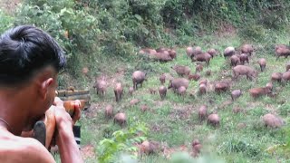 BERBURU 100 EKOR BABI HUTAN GUNUNG‼️deadly struggleduring the hunt for wild boars [upl. by Enimzzaj]