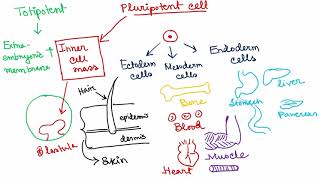 Stem Cells  Totipotent  Pluripotent  Multipotent  Oligopotent  Unipotent [upl. by Bartel456]