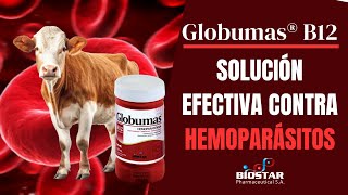 GLOBUMAS B12 SOLUCION EFECTIVA CONTRA HEMOPARÁSITOS [upl. by Peppel776]