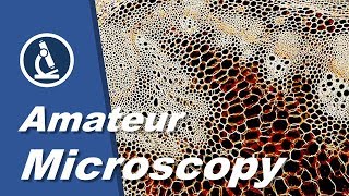 🔬 053  What are some things that AMATEUR MICROSCOPISTS look at  Microbehunter Channel Trailer [upl. by Anatlus]