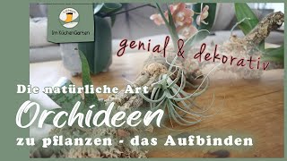 Orchideen aufbinden  ganz ohne Substrat [upl. by Mahan]