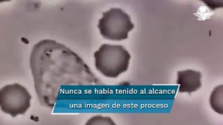 Así se ve un glóbulo blanco humano persiguiendo a una bacteria [upl. by Fowle]