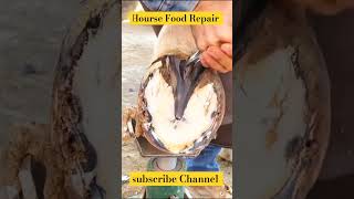 Horse 🐎 Foot Repair cuteanimal animals horse shorts shortsfeed shortvideo [upl. by Etnahs]