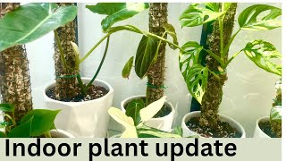 Indoor Plant common and rare plants update UrduHindi [upl. by Jacy39]