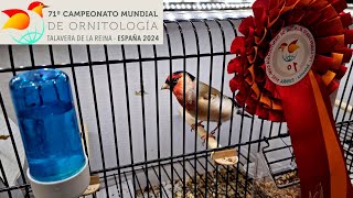 25000 uccelli 🐦🤯🫨 71° Campionato Mondiale di Ornitologia 2024  Talavera de la Reina Spagna 🇪🇸 [upl. by Dduj]