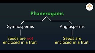 Phanerogams [upl. by John]