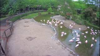 Flamingo Cam Live Stream [upl. by Aibar413]