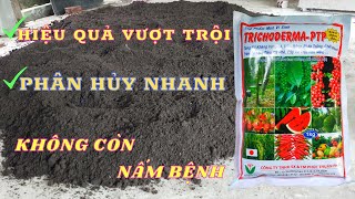 Chất Lượng Phân Bò Sau Khi Ủ Với Chế Phẩm Sinh Học Trichoderma [upl. by Opaline]