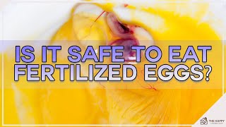 Is It Safe To Eat Fertilized Eggs [upl. by Onia]