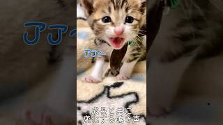 鳴き声が特徴的な愛猫の成長記録【総集編】保護猫 鳴き声猫 shorts [upl. by Netty]