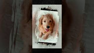 Bernedoodle and Goldendoodle pups [upl. by Matilda]