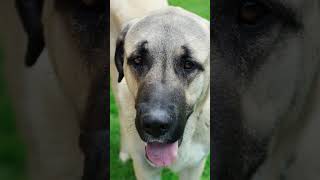 Anatolian Shepherd Dog dogbreeds [upl. by Ainevuol]