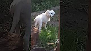 🤣🐕 Der Hund muss raus Song 🤣😂🐕🐶 goldenretriever pets welpe puppy lustigerhund [upl. by Nolahp]