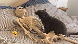 Funny Dogs And Cats Videos 2023 😅  Best Funniest Animal Videos Of The Month 🥰👌 1 [upl. by Eniarol]