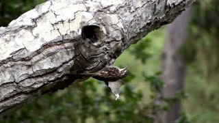 Brown creeper on Coast Live Oak tree [upl. by Luzader466]