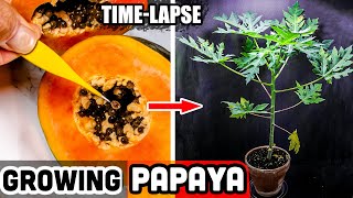 Growing Papaya Tree From Seed 62 Days Time Lapse [upl. by Baal]